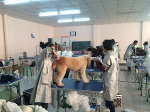 宠物美容学校学费多少