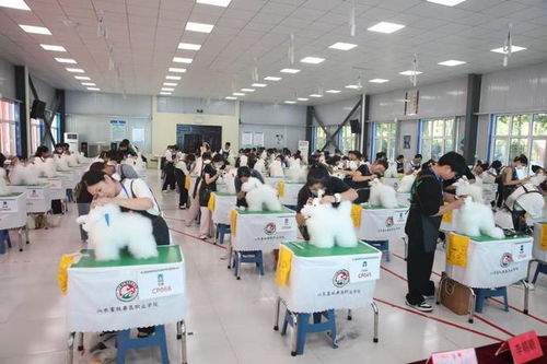 枣庄职业学院在海峡两岸职业院校宠物护理与美容技能大赛中获佳绩