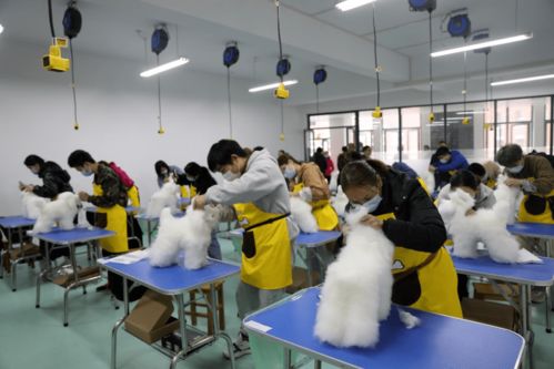 1 x宠物护理与美容职业技能等级证书 黄冈职业技术学院率先完成年度考核