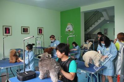 宠物美容师职业培训学校 - 教育机构 - 得意生活-武汉生活消费社区